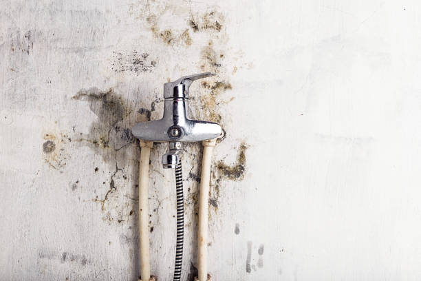Best Mold Remediation  in South Browning, MT
