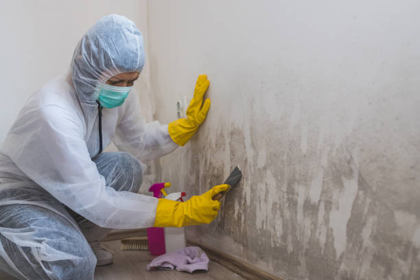 Mold Removal and Inspection in South Browning, MT