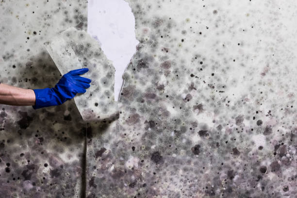 Best Affordable Mold Removal  in South Browning, MT