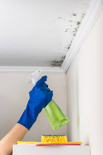 Best Residential Mold Removal  in South Browning, MT
