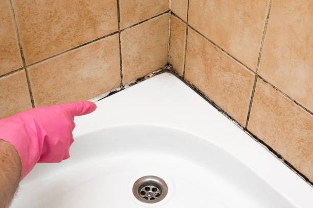 Best Fast Mold Removal  in South Browning, MT